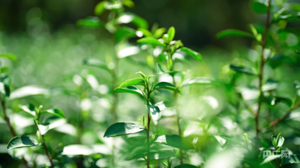 国内在线配资 云遇丰收节·采茶春山上丨谷雨茶山变金山 解锁消费升级新路径
